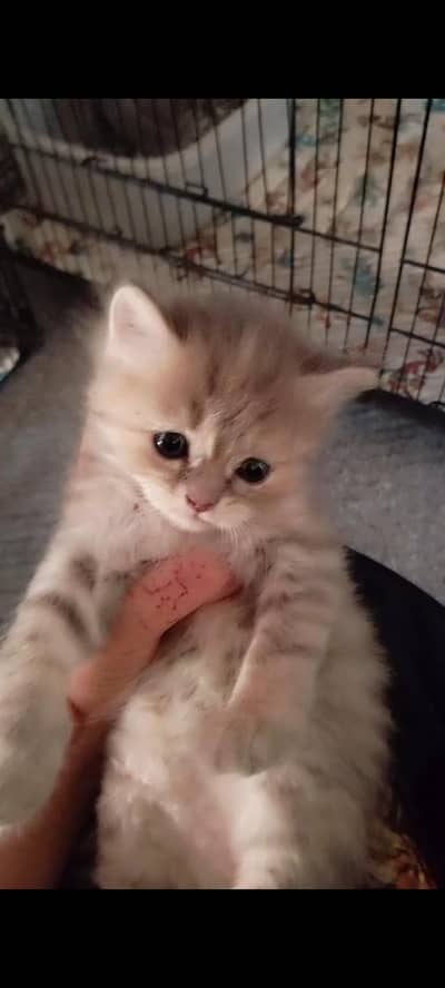 2 months kitten with her mother