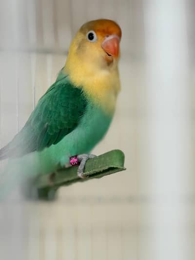 ""MALIK'S Aviary"" Top class love birds ready to first breed