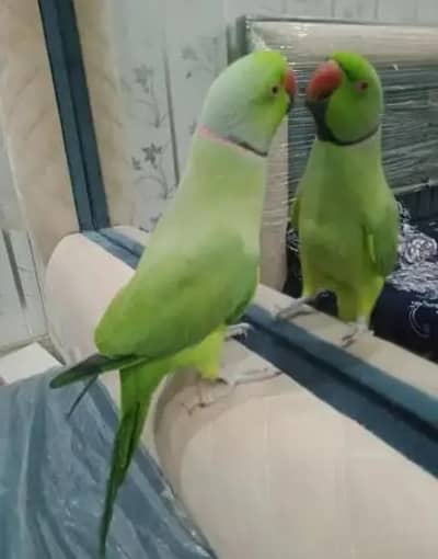 bolny wala mithu 03187108030