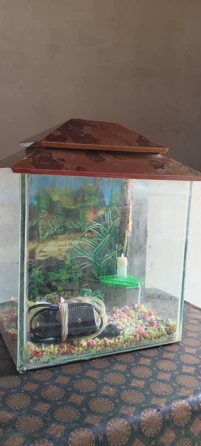 Fish equeriam urgent sale