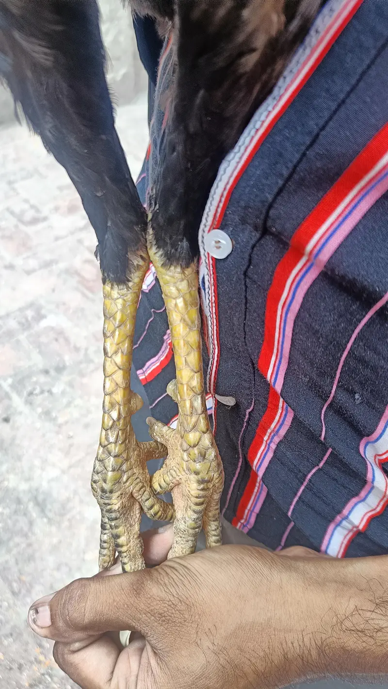 Thai cros pair — photo 4