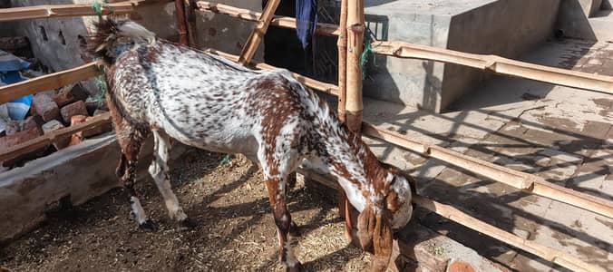 bakri for sale 5 month ki gaban granted makhi chenni phat