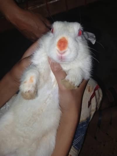 rabbit