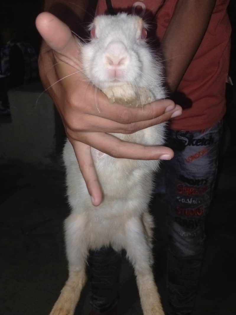 rabbit 1