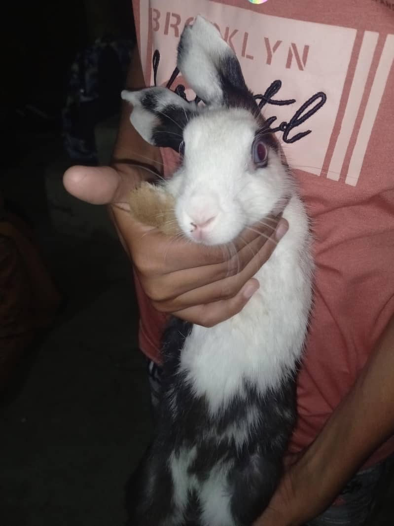 rabbit 2