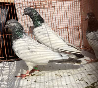 7bredr jora for sale