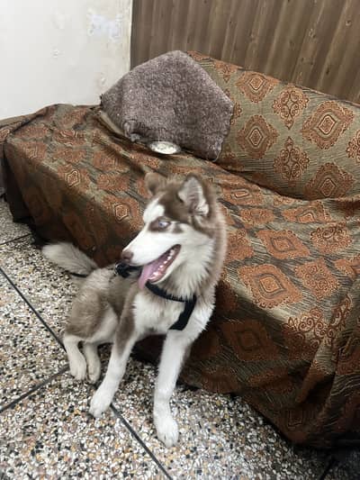 Siberian husky pure quality home breed