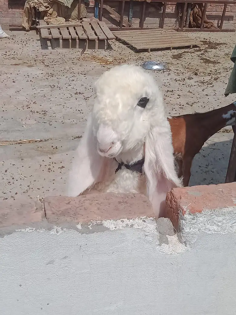 kajli female bacche age 2 month hight 25 inch