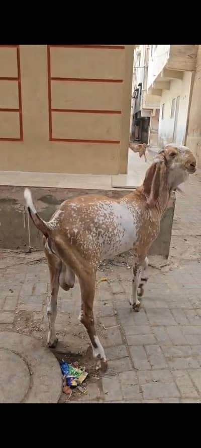 Pure maka chini 0311183385 call or w. aap video mil jae gi