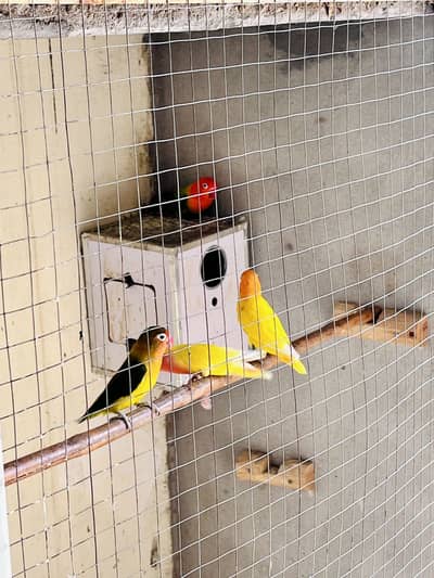 6 Healthy Love Birds Available 3 Pairs.