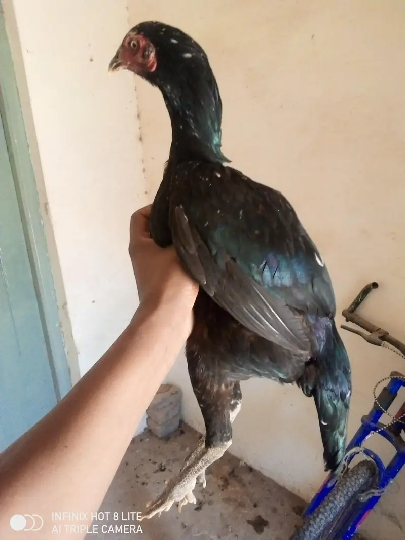 4 aseel breeder females for sale — photo 9