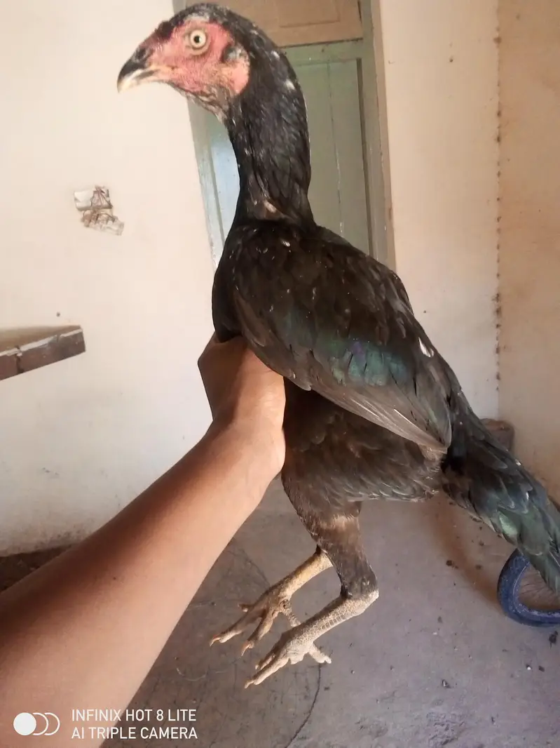 4 aseel breeder females for sale — photo 10