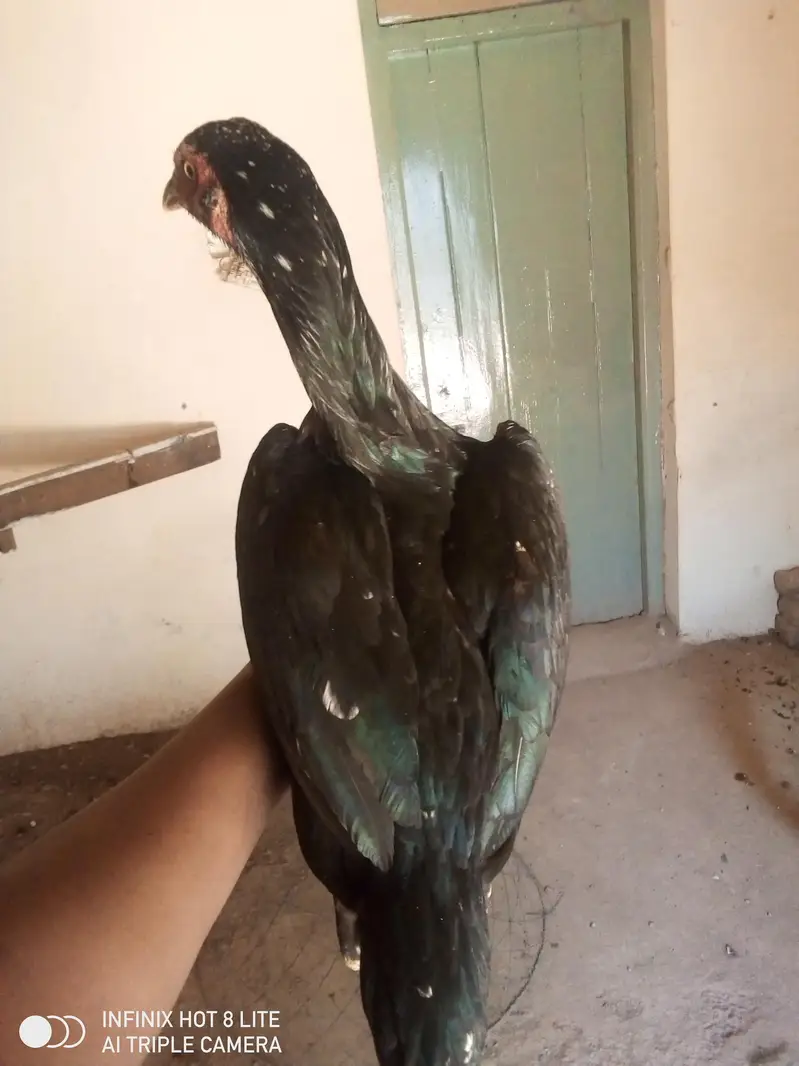 4 aseel breeder females for sale — photo 11