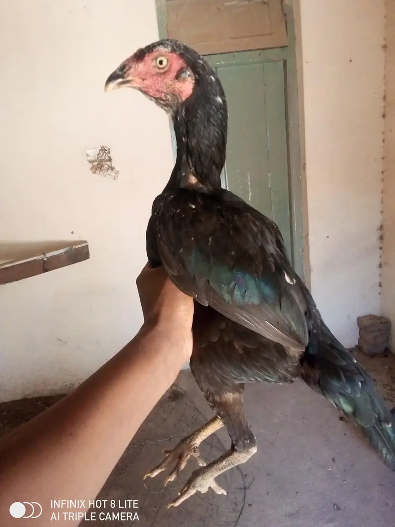 4 aseel breeder females for sale — photo 12