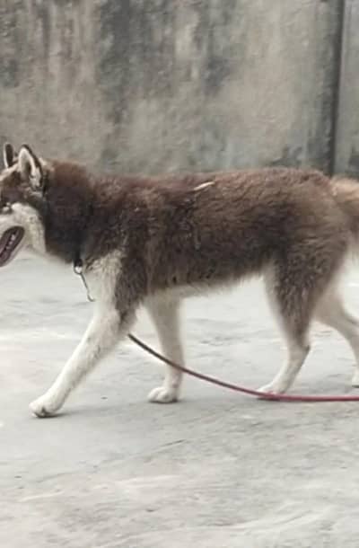 haski doge for sale