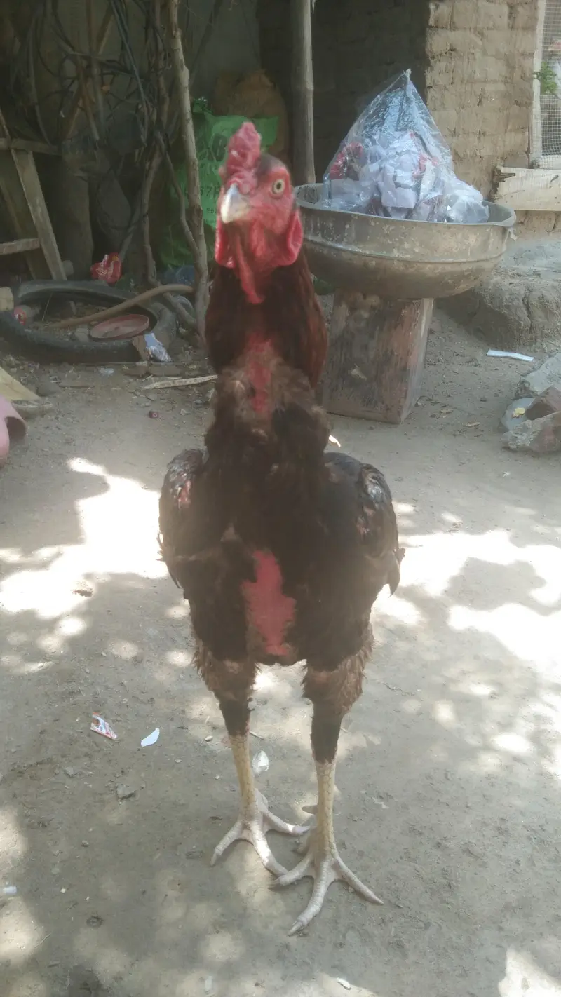 Pakistani — photo 2