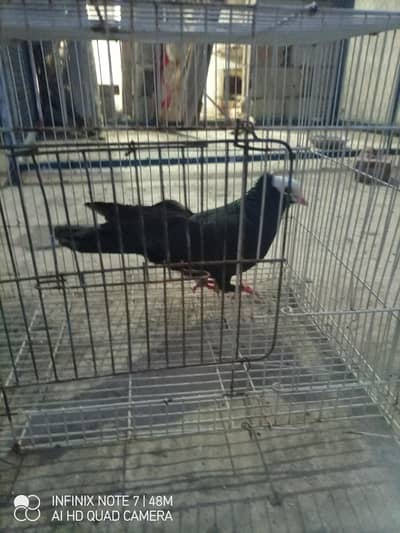 blackulhi