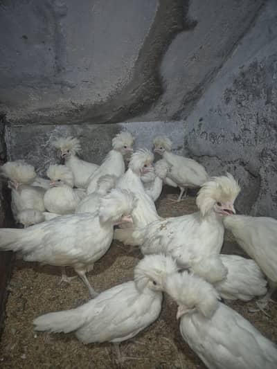 White Polish chicks | White polish chuzy | fancy chicks | fancy birds