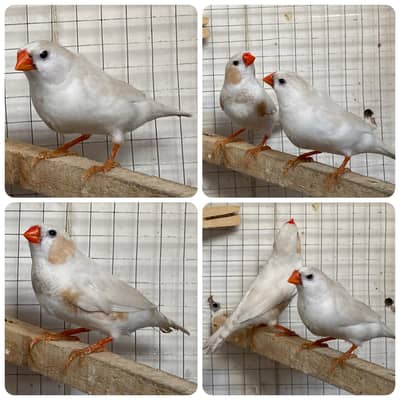 1 adult Pair Cfw/bb Finch underexi size
