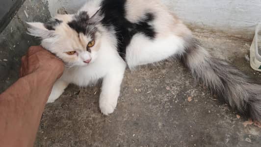 BREEDER FEMALE FOR URGENT SALE