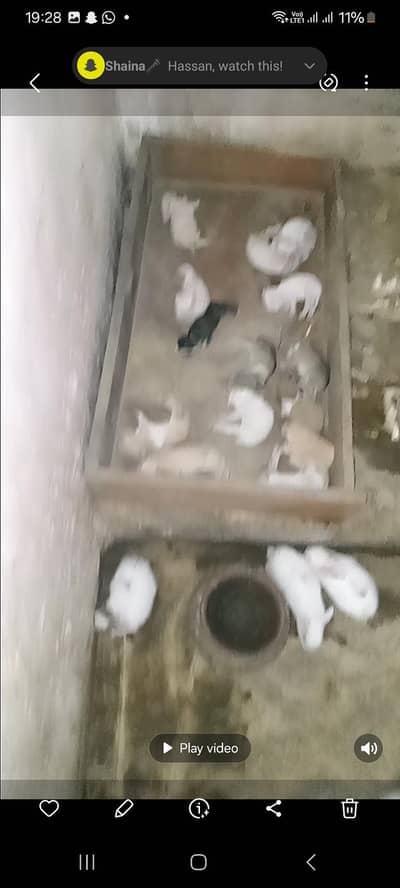 rabbits