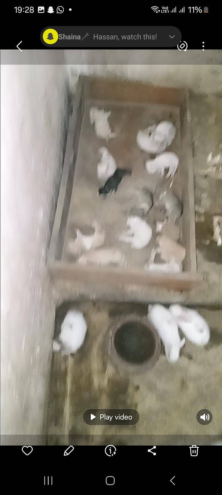 rabbits 0