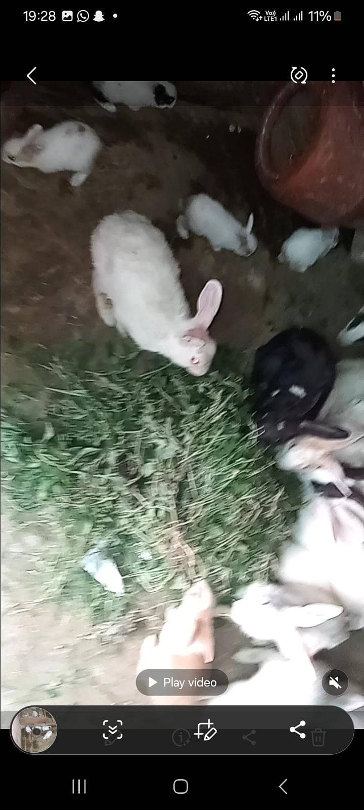 rabbits 1