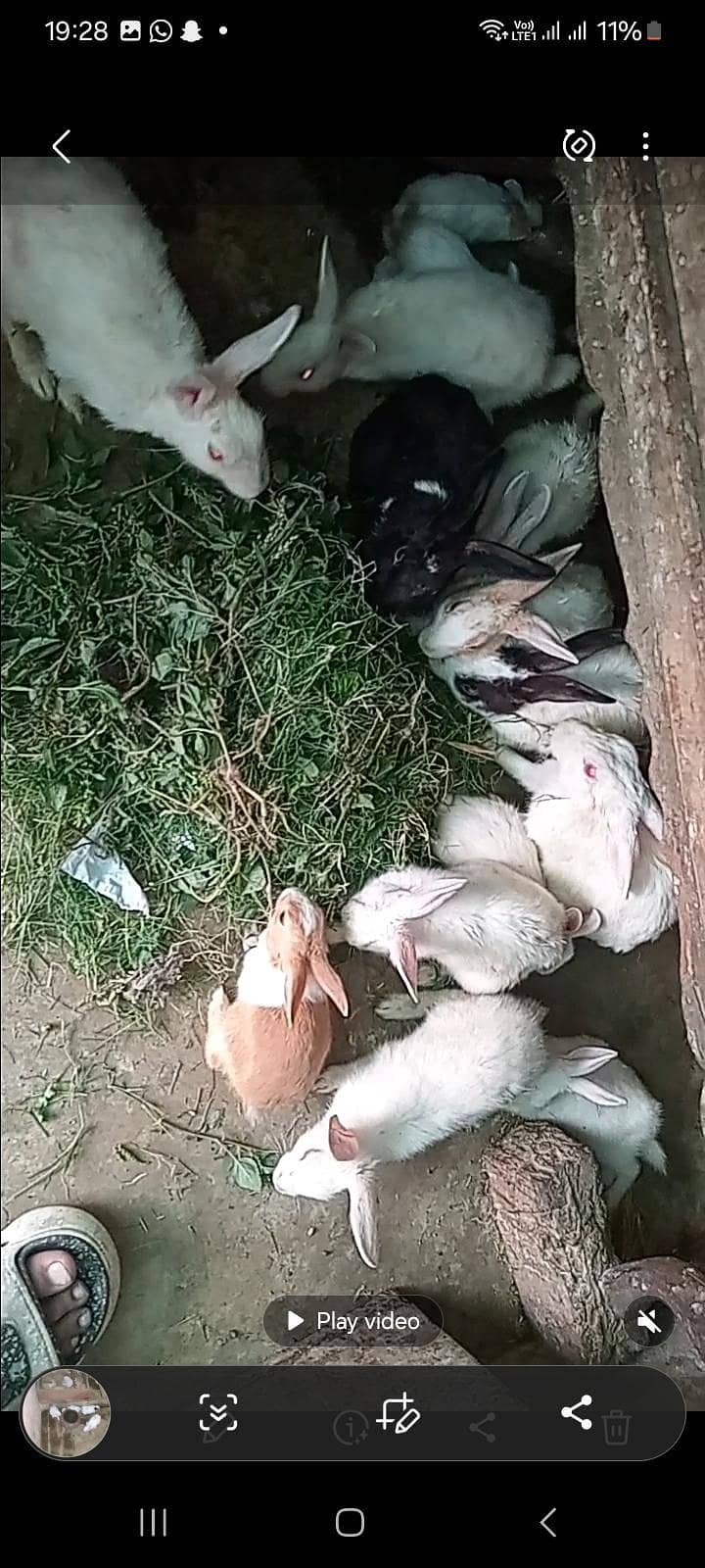rabbits 2
