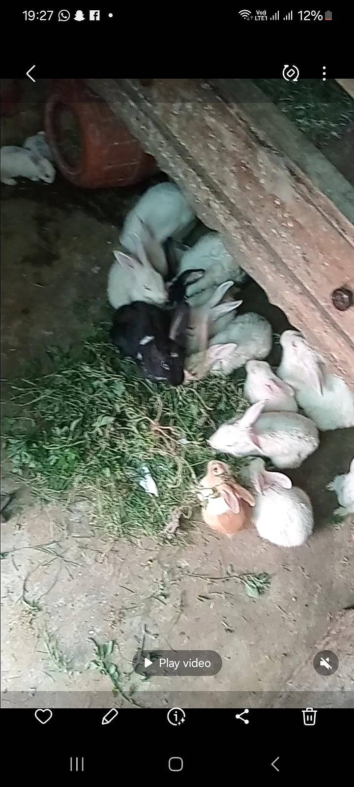 rabbits 3