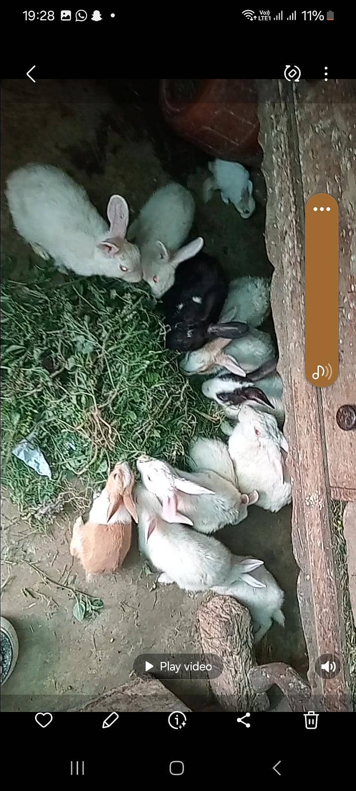 rabbits 4