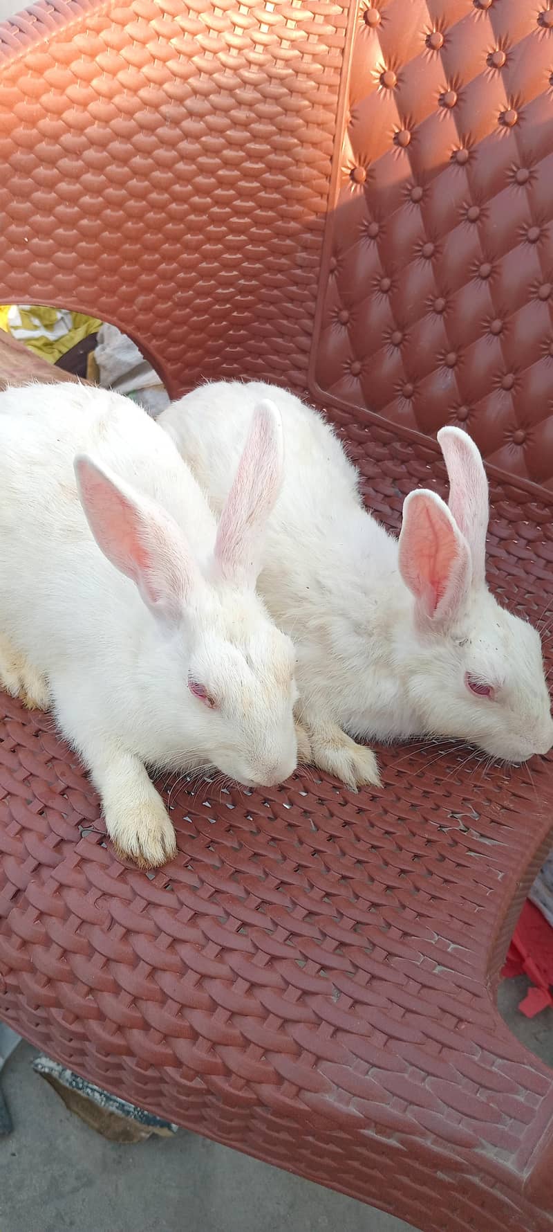 rabbits 6