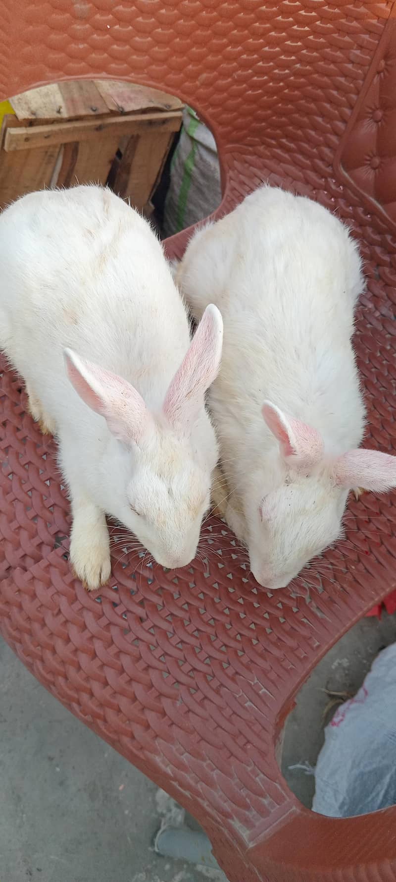 rabbits 7