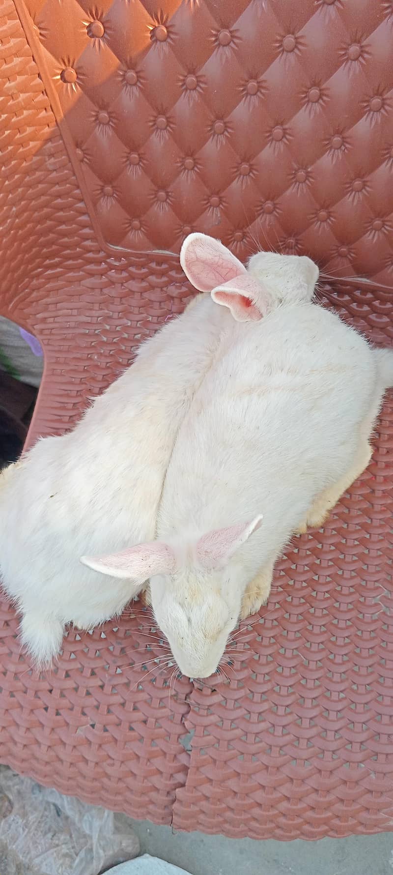 rabbits 8