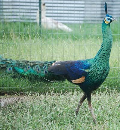Green Jawa Peacock Male