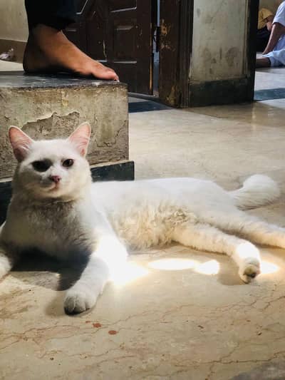 persian cat male