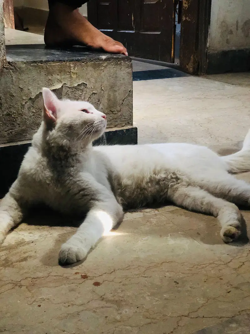 persian cat male — photo 2