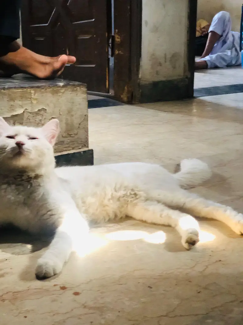 persian cat male — photo 3