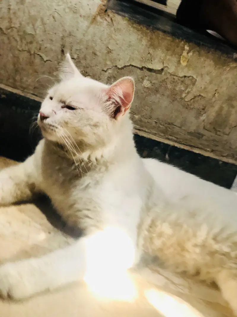persian cat male — photo 4