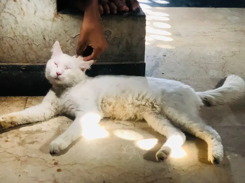 persian cat male — photo 6