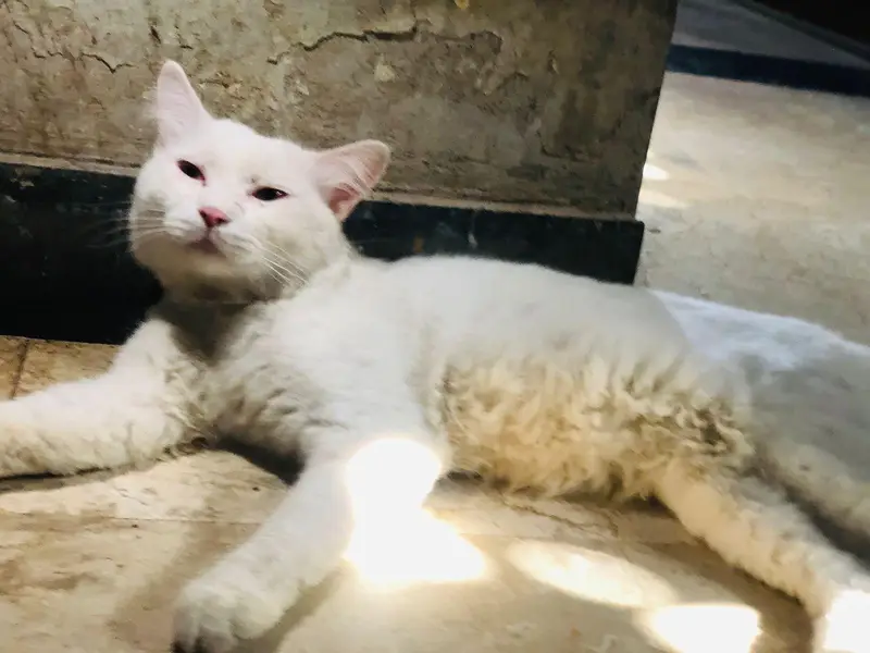 persian cat male — photo 7