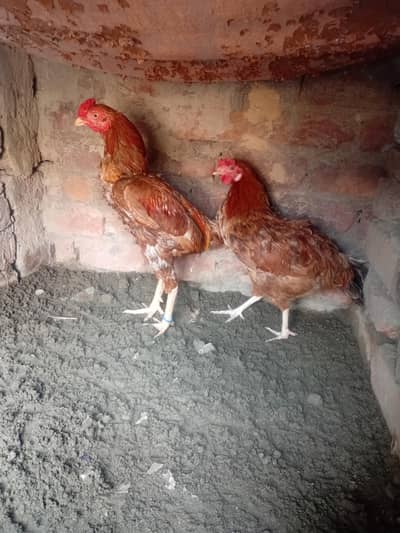 murga aseel mianwali cross murgi desi egg laying