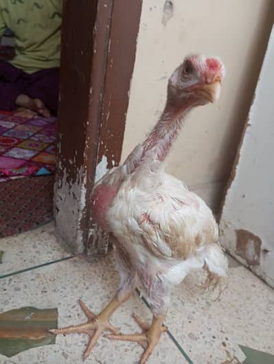 king o Shamo male video available
