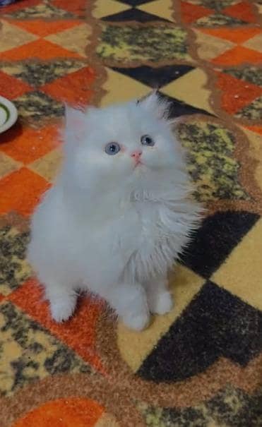 Persian kittens