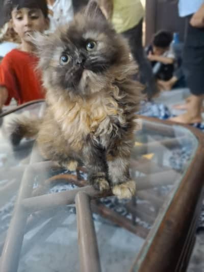 Persian kittens