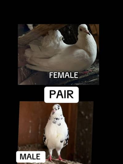 pigeon
