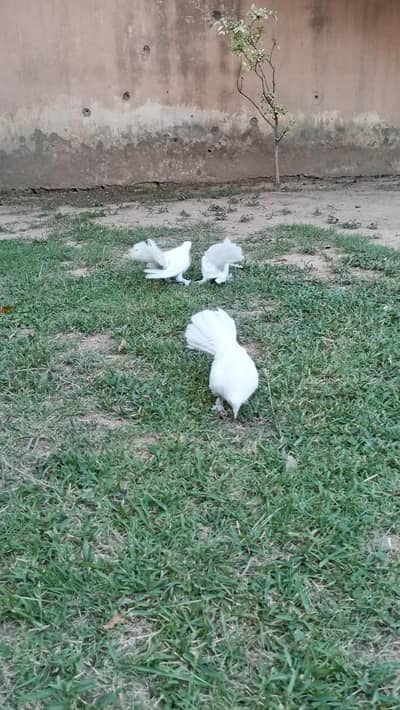 for sale location Westage 2 Zakaria masjid