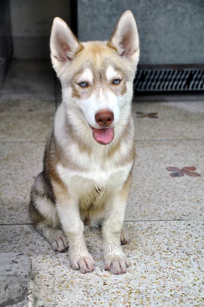 Siberian Husky Od Eyes