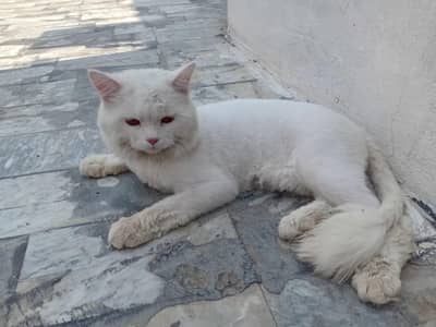 Persian Trained male cat