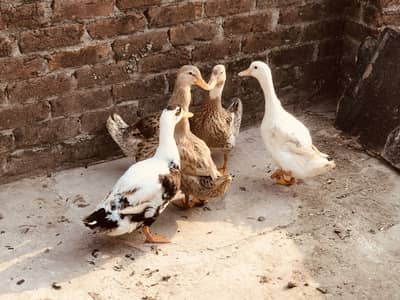 4 female Ducks and 1 mail