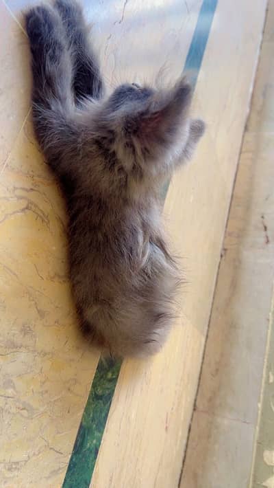 Triple coated kitten